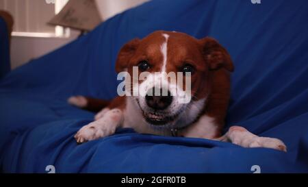 Chien allongé sur un canapé bleu Banque D'Images