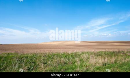 Réserve naturelle spéciale Deliblato Sands.Deliblato Sands est la plus grande zone continentale de sable d'Europe couvrant environ 300 km² de terrain en Serbie. Banque D'Images