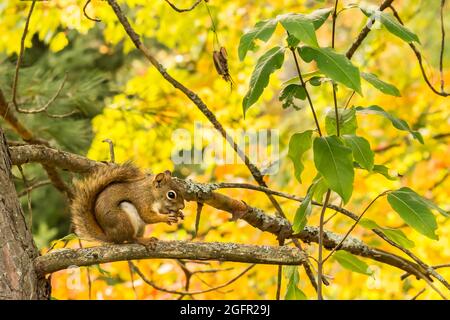 Écureuil roux (Tamiasciurus hudsonicus) Banque D'Images