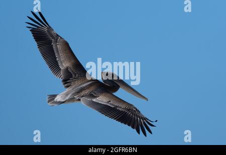 Un pélican brun (Pelecanus occidentalis) vole dans le ciel bleu à Malibu, Californie, États-Unis Banque D'Images