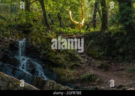 Cascade dans l'Arbre d'Or dans la forêt de Broceliande en Bretagne, Rennes, France Banque D'Images