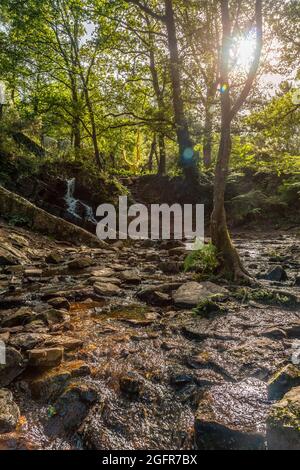 Plan vertical d'une cascade dans l'Arbre d'Or dans la forêt de Broceliande en Bretagne, Rennes, France Banque D'Images