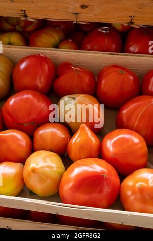 De savoureuses grosses tomates mûres françaises dans des boîtes en bois sur le marché des agriculteurs en Provence en été Banque D'Images