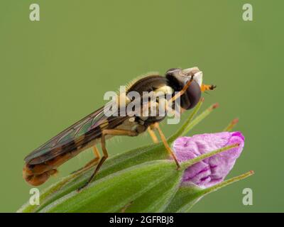 L'aéroglisseur mâle (Sphaerophoria sulfuripes) nettoie ses yeux énormes tout en perchée sur un bouton de fleur de géranium Banque D'Images