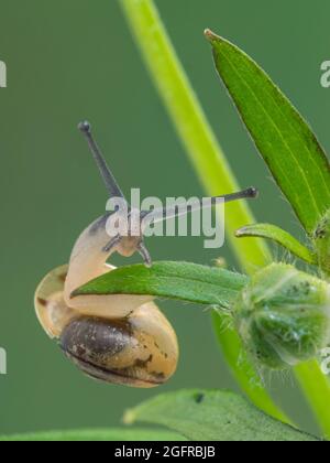 Vue avant d'un escargot de jardin à bandes juvéniles (Cepaea nemoralis) rampant sur une plante Banque D'Images