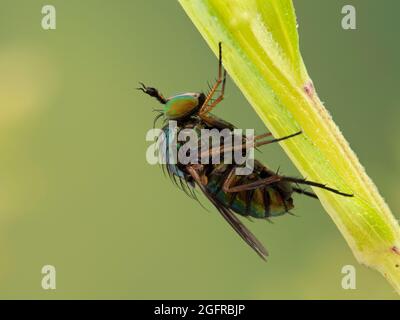 Vue latérale d'une jolie mouche verte à longue pattes, Dolichopodidae, reposant sur la tige d'une plante Banque D'Images