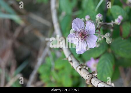 fleur de mûre ou de Rubus fruticosus gros plan fleurir à l'extérieur au printemps Banque D'Images