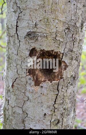 Cranberry Mountain, Virginie-Occidentale. Trou percé dans le tronc d'arbre par un pic à la recherche d'insectes ou de larves. Banque D'Images