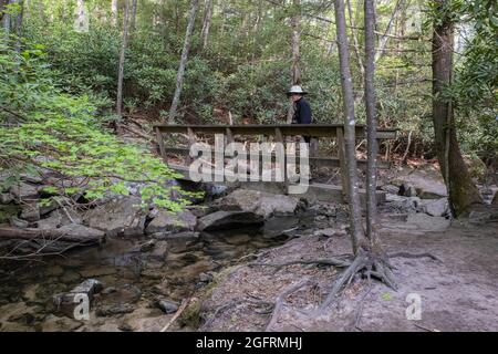 Parc national de New River gorge, Virginie-Occidentale. Passerelle de randonnée traversant Fern Creek sur l'interminable sentier de Wall Trail. Banque D'Images