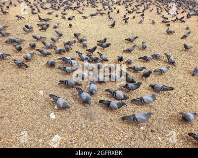 Il y a beaucoup de pigeons dans la ville sur la place et sur la route. Banque D'Images