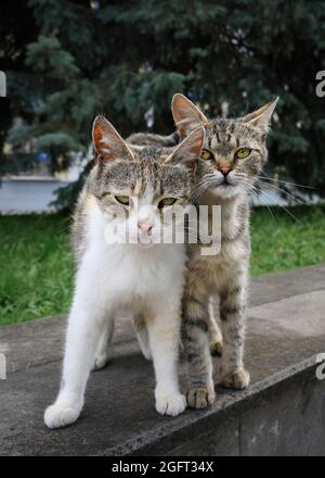 Deux frères chaton errants se sont accroches l'un à l'autre. Ils regardent directement dans les yeux avec désespoir et défi Banque D'Images