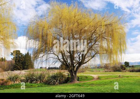 Saules de couleur feuillage de printemps dans le domaine de Culverden, Culverden, Nouvelle-Zélande. Banque D'Images