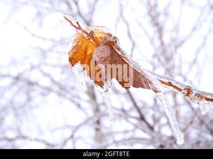 Feuille sèche orange poussant sur une branche recouverte de glace Banque D'Images