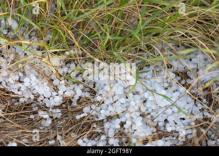 Beaucoup de petites pierres de grêle sur le sol dans les prairies après une tempête de grêle Banque D'Images