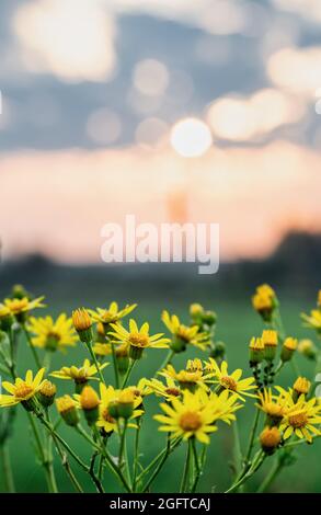 Jacobaea vulgaris, ou ragwort ou encore willie, avec de petites fleurs jaunes sur la tige et des gouttelettes d'eau sur les feuilles. Mise au point peu profonde avec sélection de premier plan Banque D'Images