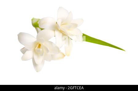 Agave amica, anciennement Polianthes tuberosa ou tuberose. Isolé sur fond blanc. Rayon complet du champ. Banque D'Images