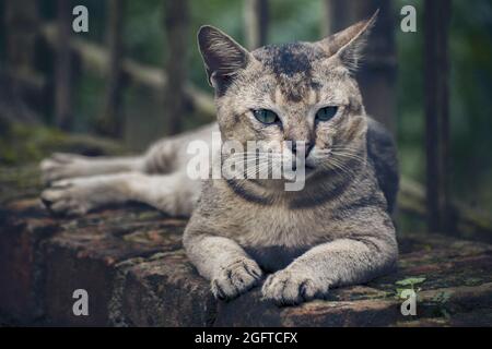 Felis catus est une espèce domestique de petit mammifère carnivore.Dark Moody. Banque D'Images