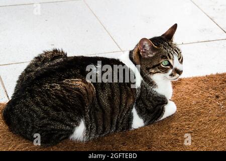 Gros plan d'un chat (Felis catus) assis sur un tapis et regardant loin Banque D'Images