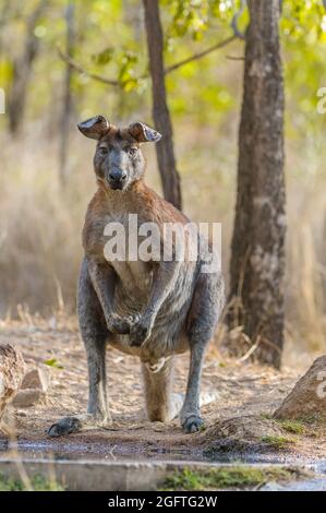 Le vieux guerrier, homme, les oreilles de Wallaroo noires se penchent avec le poids du temps et de nombreuses tiques étanchent sa soif dans un trou d'eau de l'Outback en Australie. Banque D'Images