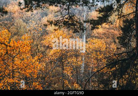 Beaux trembles avec des feuilles d'orange ardent dans la forêt forestière sauvage. Mise au point sélective. Banque D'Images