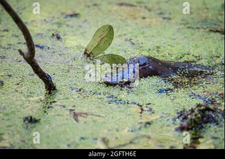Un seul Platypus (Ornithorhynchus) flotte à la surface du ruisseau dans la réserve de Yungaburra, sur les plateaux d'Atherton, Queensland, en Australie. Banque D'Images