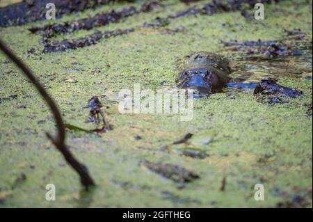 Un seul Platypus (Ornithorhynchus) flotte à la surface du ruisseau dans la réserve de Yungaburra, sur les plateaux d'Atherton, Queensland, en Australie. Banque D'Images