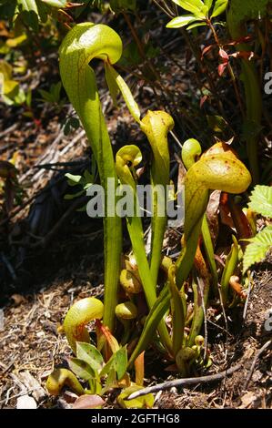 Cobra Lily, l'usine de pichets de Californie (Darlingtonia californica), Californie, États-Unis Banque D'Images