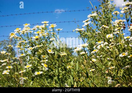 branche d'une marguerite fleurie sur le fond du mur. Camomille. Photo de haute qualité Banque D'Images