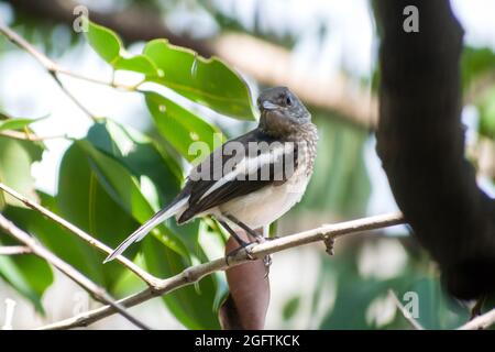 Un Robin Magpie oriental assis sur une branche sur un arbre à Mumbai, Inde Banque D'Images