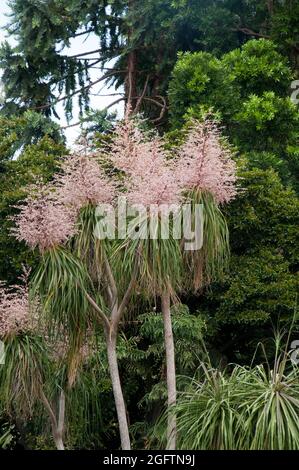 Sydney Australie, beaucarnea recurvata ou palmier à queue de cheval avec des tiges de fleurs roses indigènes du sud-est du Mexique Banque D'Images