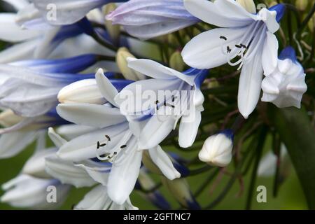 Sydney Australie, gros plan de fleurs individuelles en boule d'un Agapanthus ou un nénuphars du Nil Banque D'Images