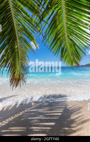 Les feuilles de palmiers et l'ombre sur la plage tropicale Sunny. Vacances d'été et concept de fond de plage tropicale. Banque D'Images