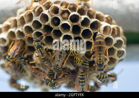 La guêpe européenne (Vespula germanica) construit un nid pour commencer une nouvelle colonie dans la serre. Banque D'Images