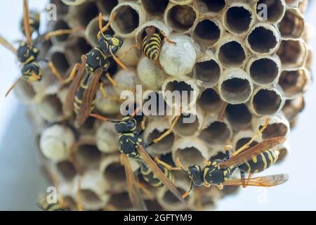 La guêpe européenne (Vespula germanica) construit un nid pour commencer une nouvelle colonie dans la serre. Banque D'Images