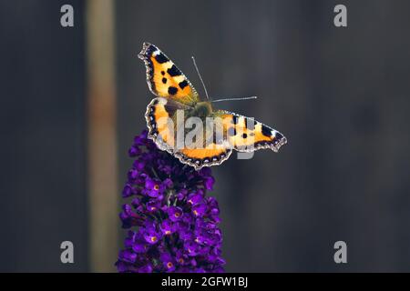 Orange Tortoiseshell papillon sur fleur pourpre de la tordeuse. Banque D'Images