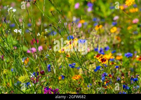 Prairie de fleurs sauvages, de nombreuses fleurs et plantes différentes, biotope important pour les insectes, Banque D'Images