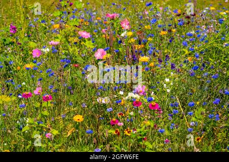 Wildblumenwiese, viele verschiedene Blumen und Pflanzen, wichtiges Biotop für Insekten, Banque D'Images