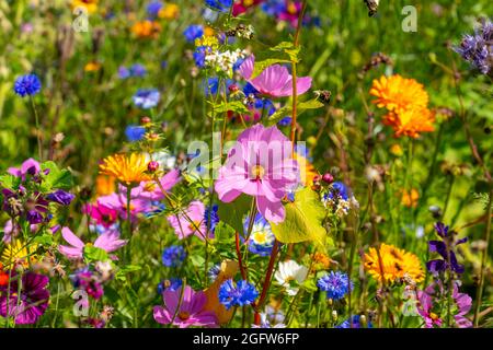 Prairie de fleurs sauvages, de nombreuses fleurs et plantes différentes, biotope important pour les insectes, Banque D'Images