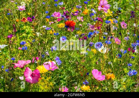 Wildblumenwiese, viele verschiedene Blumen und Pflanzen, wichtiges Biotop für Insekten, Banque D'Images