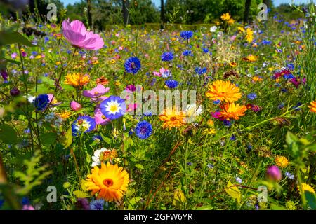 Wildblumenwiese, viele verschiedene Blumen und Pflanzen, wichtiges Biotop für Insekten, Banque D'Images