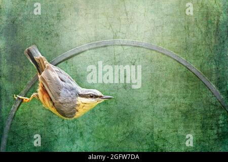 Nuthatch eurasien adulte ou nuthatch de bois (Sitta europaea), perché à l'envers sur une rambarde métallique. Arrière-plan bleu-vert texturé avec espace pour le texte. Banque D'Images