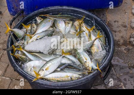 Vente directe de poisson fraîchement pêché Banque D'Images