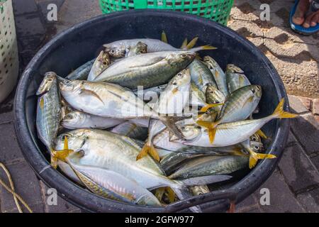 Vente directe de poisson fraîchement pêché Banque D'Images