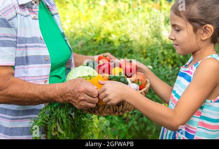 Grand-mère dans le jardin avec un enfant et une récolte de légumes. Mise au point sélective. Nourriture. Banque D'Images