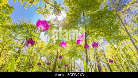 Magnifique tulipe rose sur fond ensoleillé de printemps flou.Fond de fleur de tulipe rose vif.Amour nature florale, rayons du soleil dans le paysage forestier flou Banque D'Images