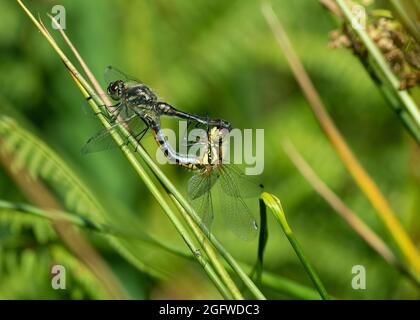 Black Darter (Sympetrum danae), couple de contact, reposant sur la végétation, Dumfrie, SW Écosse Banque D'Images