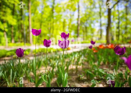 Magnifique tulipe rose sur fond ensoleillé de printemps flou.Fond de fleur de tulipe rose vif.Amour nature florale, rayons du soleil dans le paysage forestier flou Banque D'Images