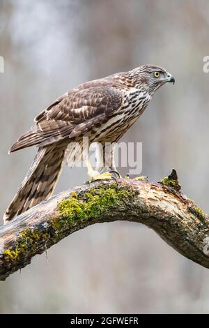 goshawk du nord (Accipiter gentilis), perchée sur une branche mossy, Allemagne, Bavière Banque D'Images