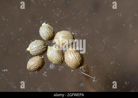 Nénuphars blancs, nénuphars blancs (Nymphaea alba), graines nagent à la surface de l'eau, Allemagne Banque D'Images