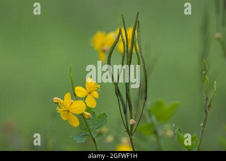 Grand celandine (Chelidonium majus), fleurs et fruits, Allemagne Banque D'Images